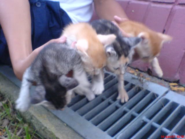 Photo Sharing and Video Hosting at Photobucket