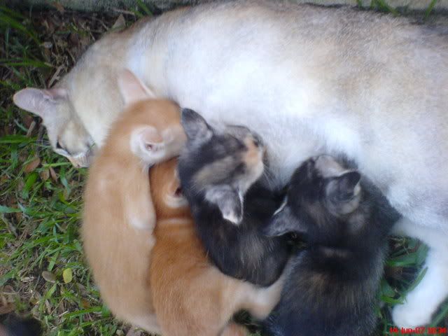 Photo Sharing and Video Hosting at Photobucket