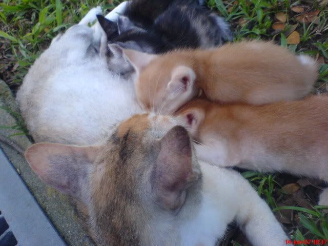 Photo Sharing and Video Hosting at Photobucket