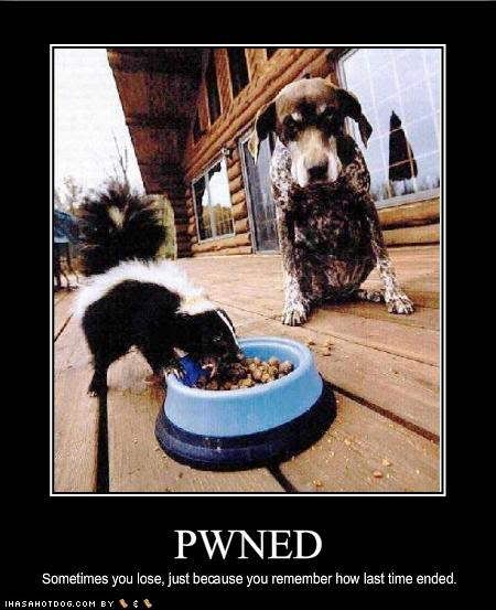 funny-dog-pictures-pwned.jpg