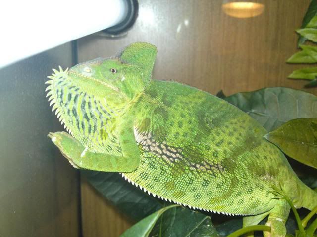 female yemen chameleon. My Female Yemen Chameleon