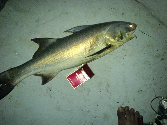 Kurau Fish