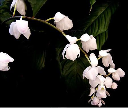 WhiteorchidsOriginal