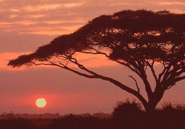 africa sunset Pictures, Images and Photos