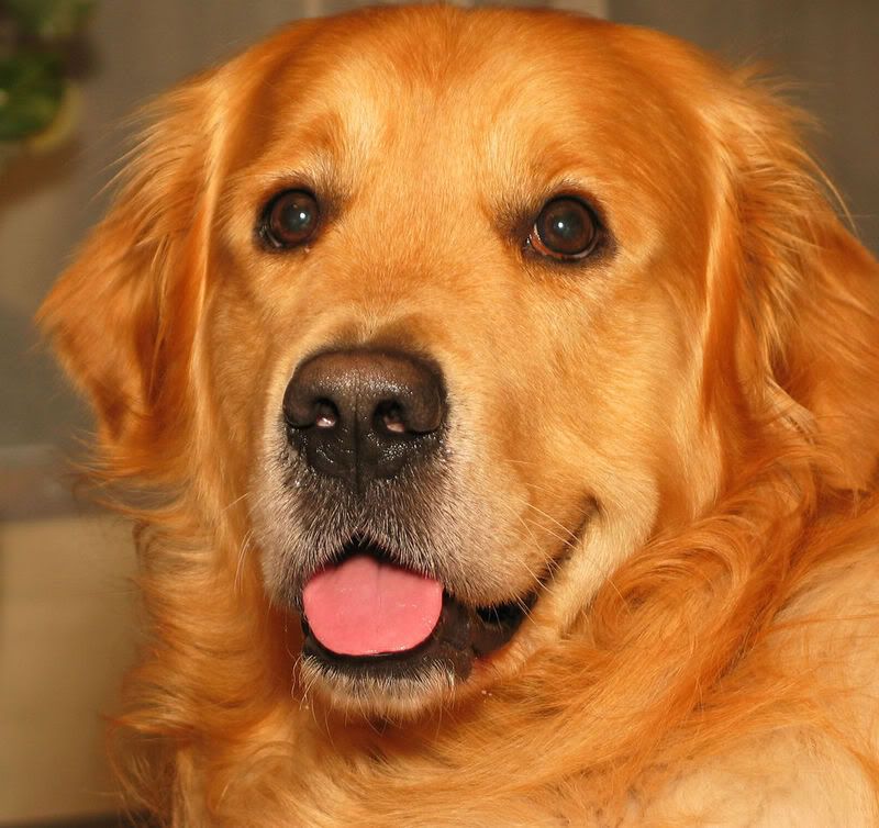 golden retriever Pictures, Images and Photos