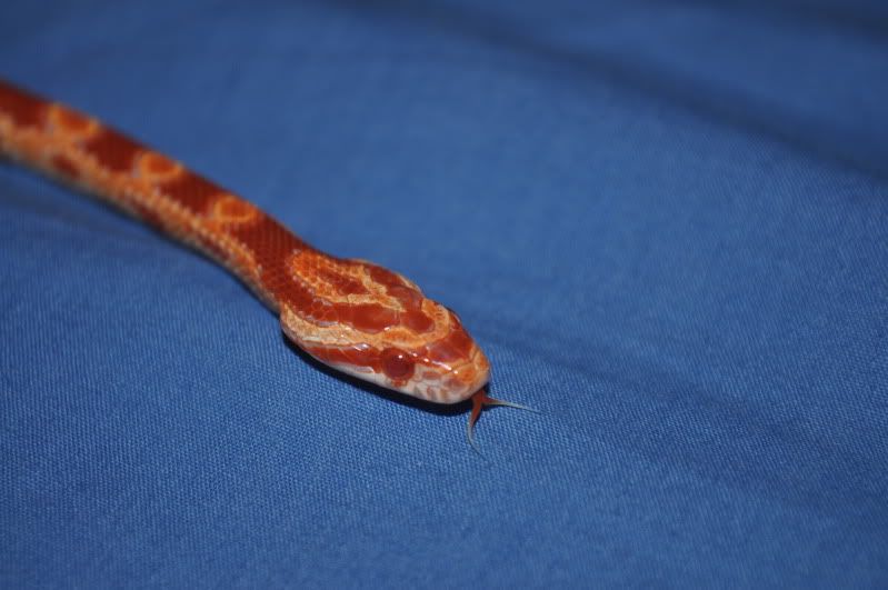 DSC_0224.jpg