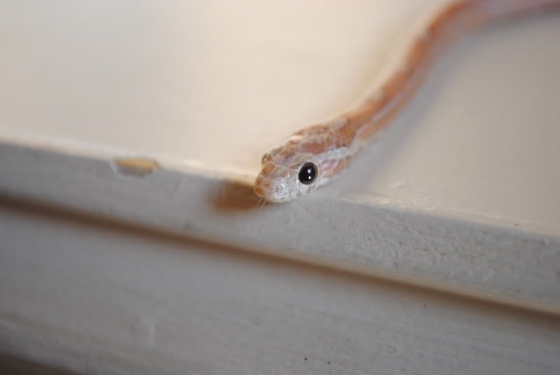 DSC_0422.jpg
