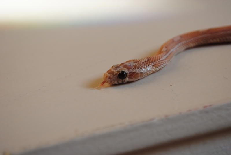 DSC_0453.jpg