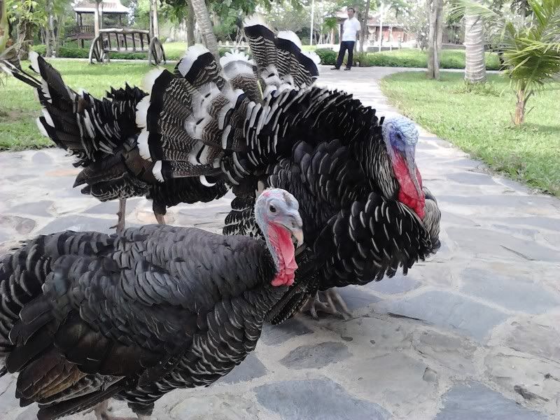 ACE bít con gà nì là con gà gì ko @_@ - 3