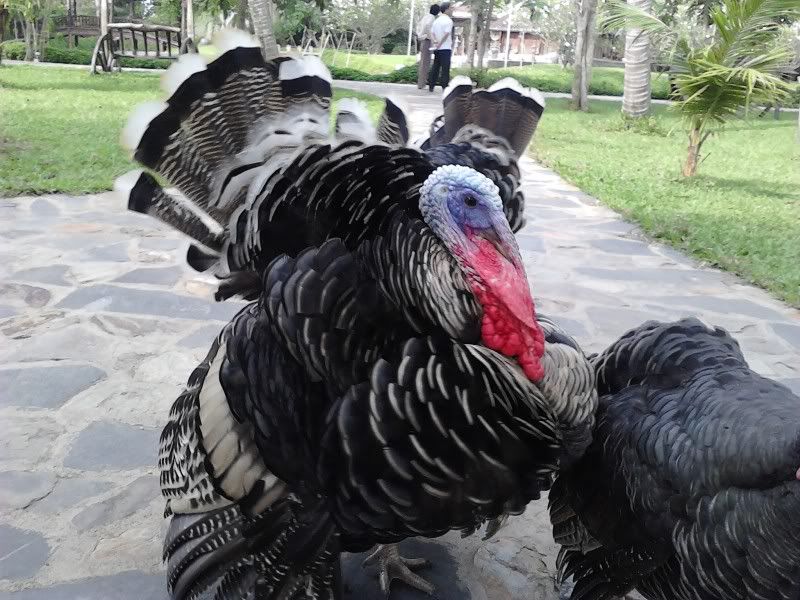 ACE bít con gà nì là con gà gì ko @_@ - 4