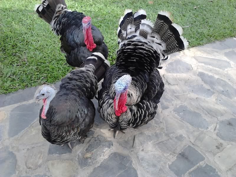 ACE bít con gà nì là con gà gì ko @_@ - 2