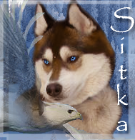 Sitka Avatar