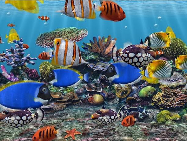 3d fish tank wallpaper. 3d fish tank wallpaper.