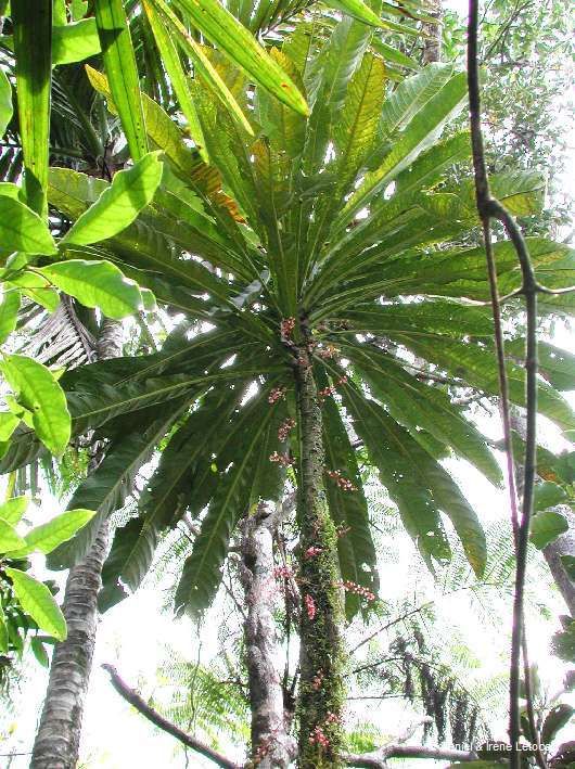 Acropogon__sp._2.jpg
