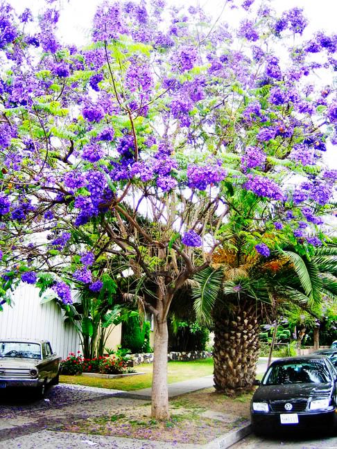 Jacarandacuspidifolia.jpg