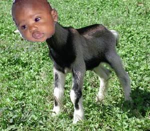 sudangoatboy.jpg