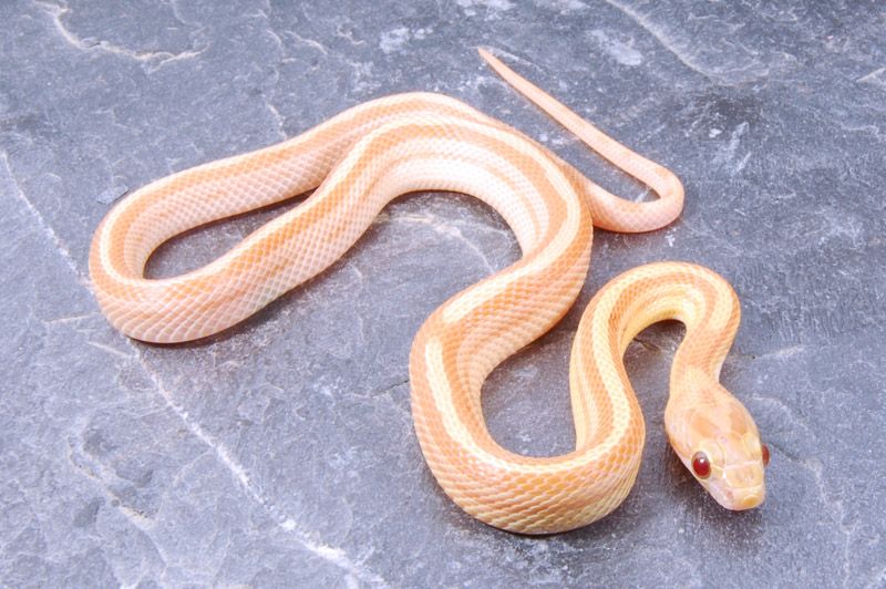 PinestripeMotleyTopaz_zpsb35df55d.jpg