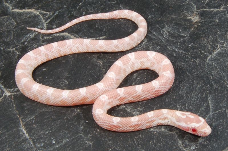 StrawberrySnow_zpsgqljyyge.jpg