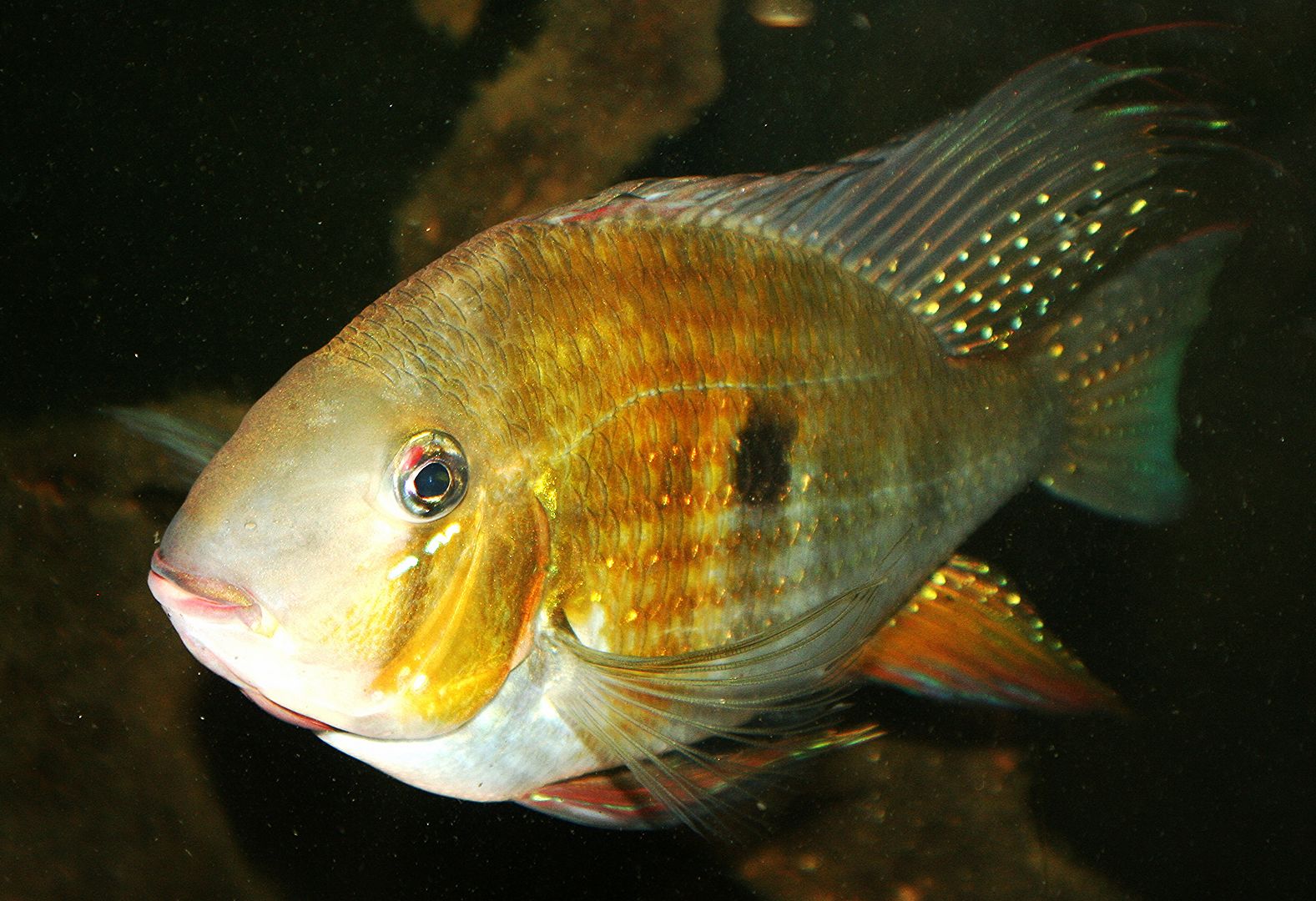 I'm wondering if Threadfin Acara (Acarichthys heckelii) is good to mix