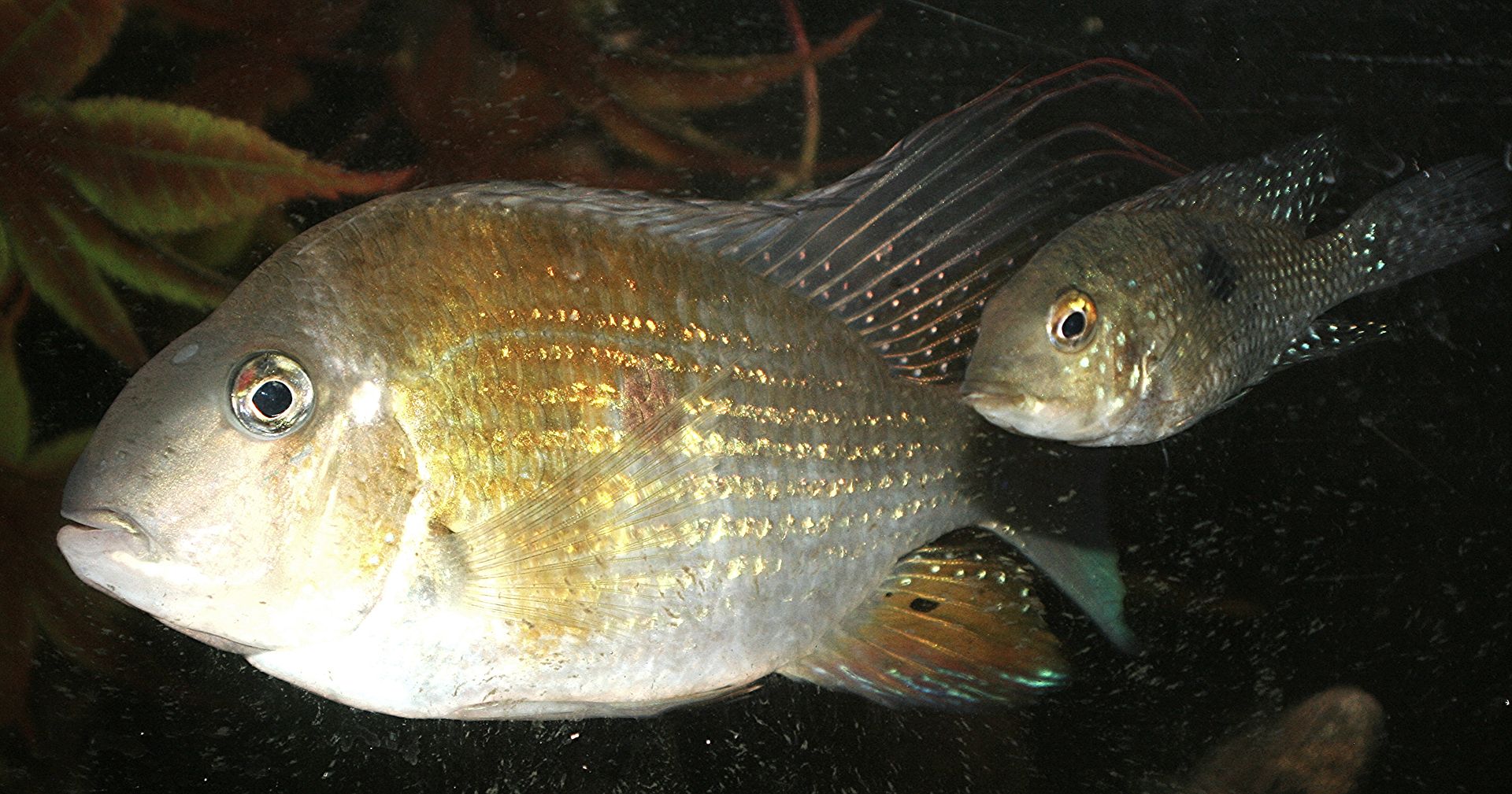 I'm wondering if Threadfin Acara (Acarichthys heckelii) is good to mix
