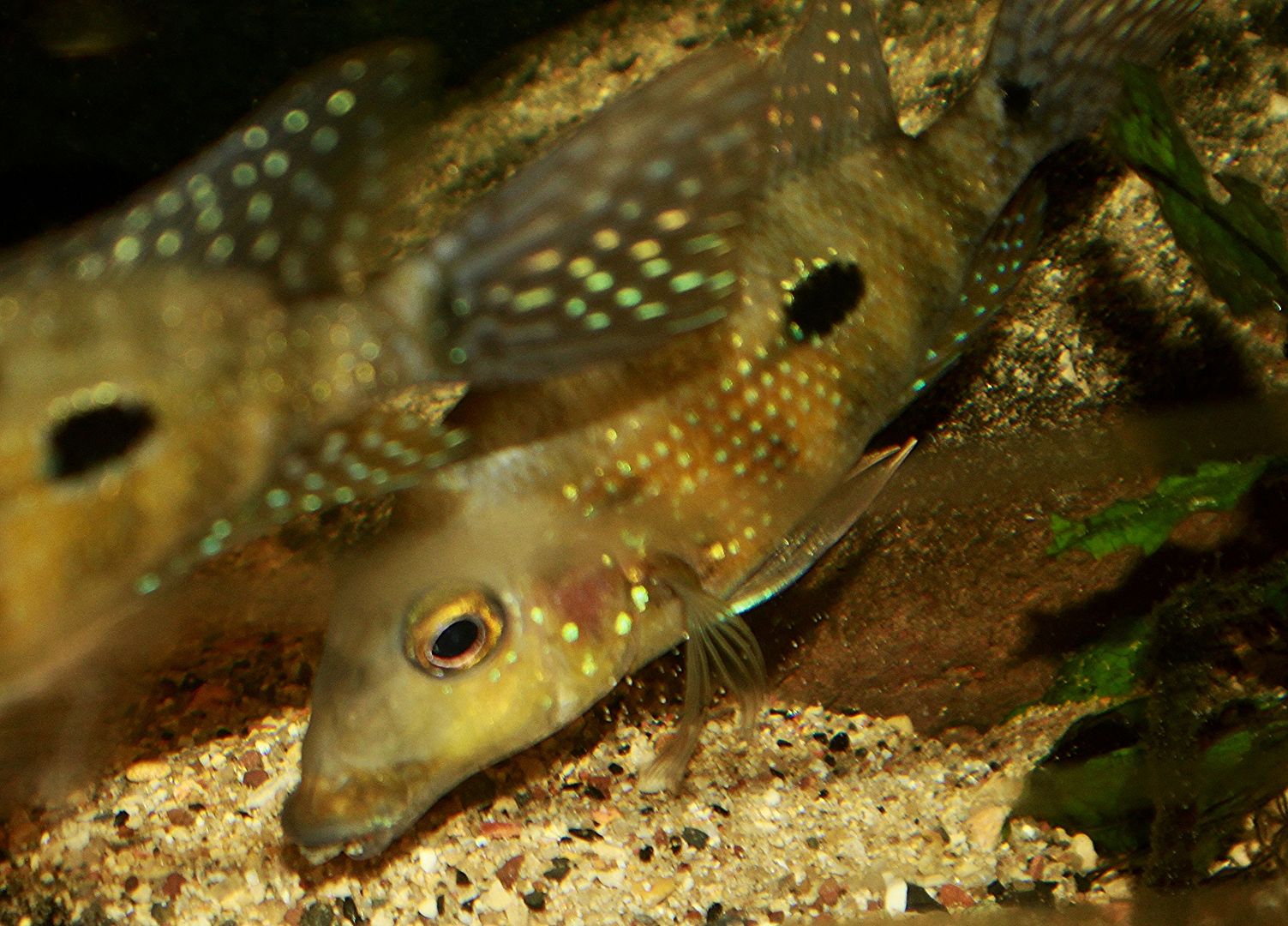 Large gravel in Geophagus tanks ???