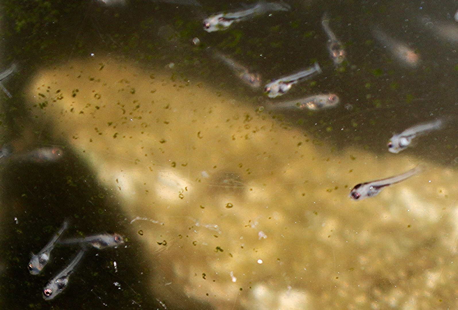 How to self breed Convict Cichlid eggs?