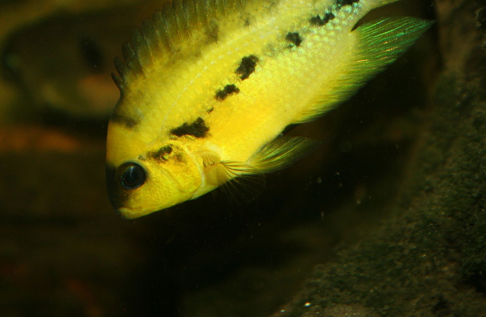 Best Cichlid for a 30 Gallon Tank