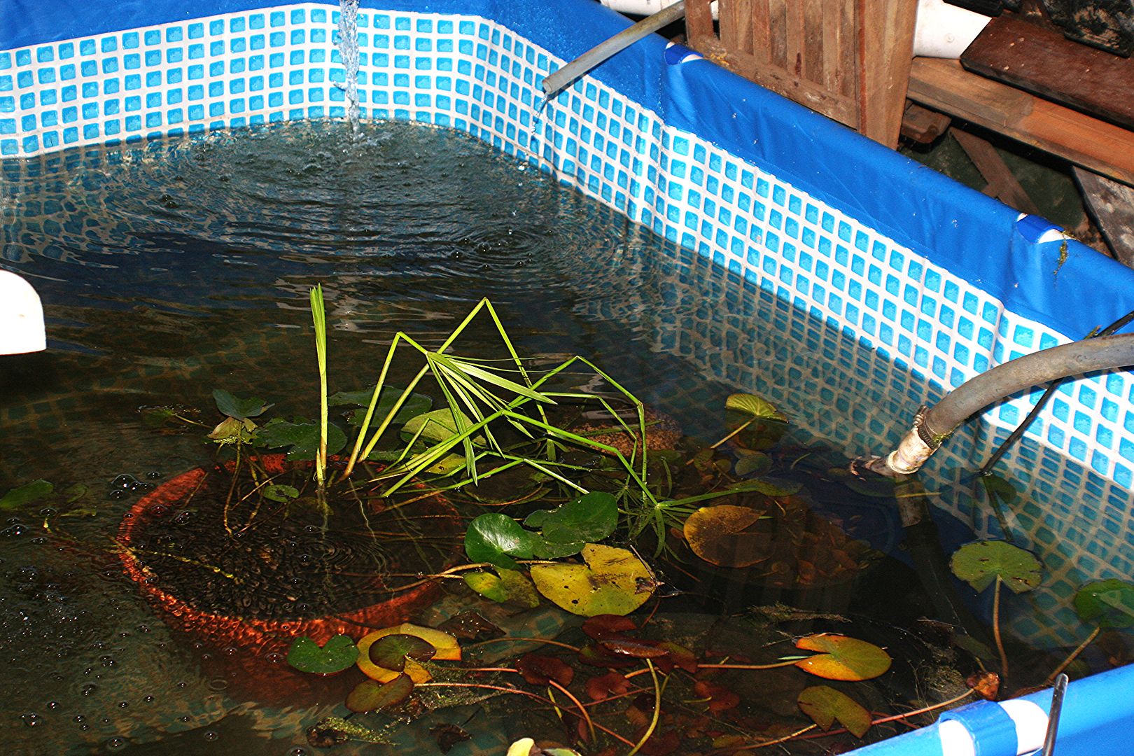 intex fish pool