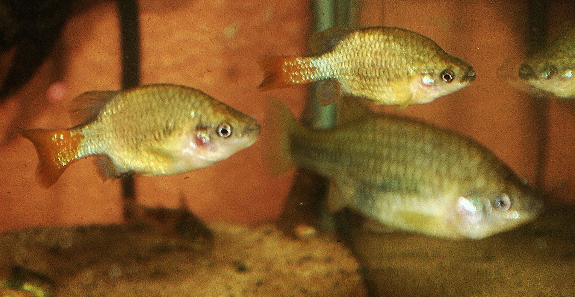 Best way to keep 100+ feeder fish alive