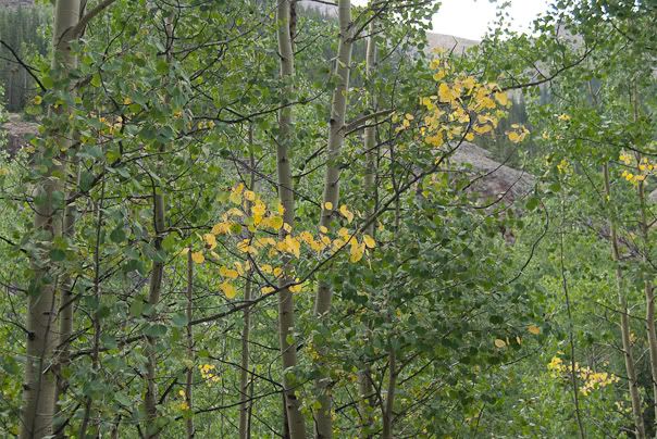 20090828-1066-Colorado.jpg