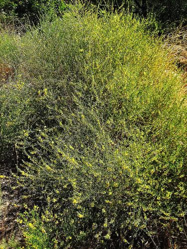 Deerweed (Lotus scoparius)