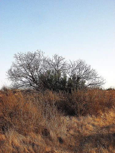 Laurel Sumac (Malosma laurina)