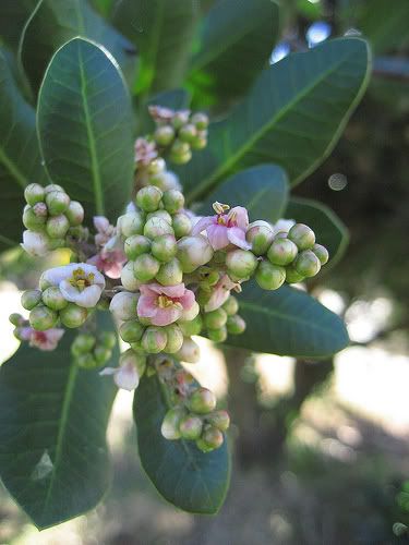 Lemonadeberry (Rhus integrifolia)