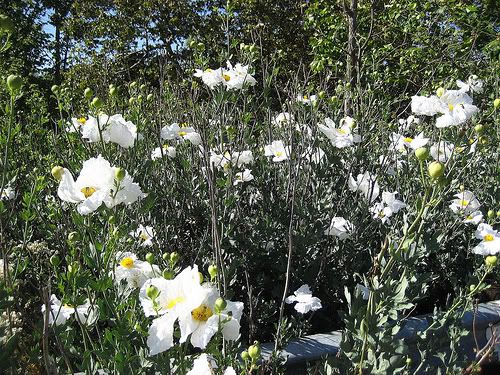 Matilija Poppy (Romneya coulteri)