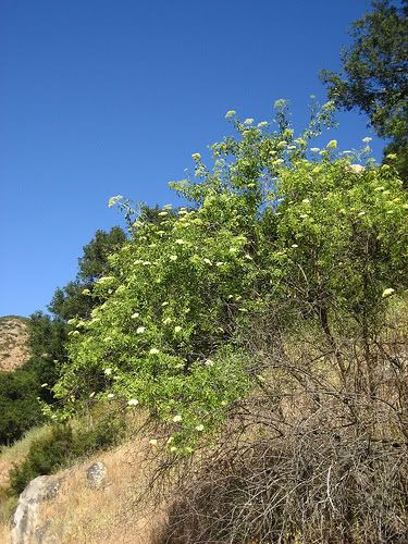 Mexican Elderberry (Sambucus mexicana)