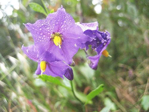 Nightshade (Solanum parishii)