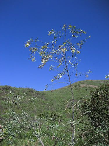 Wild Tobacco (Nicotiana glauca)