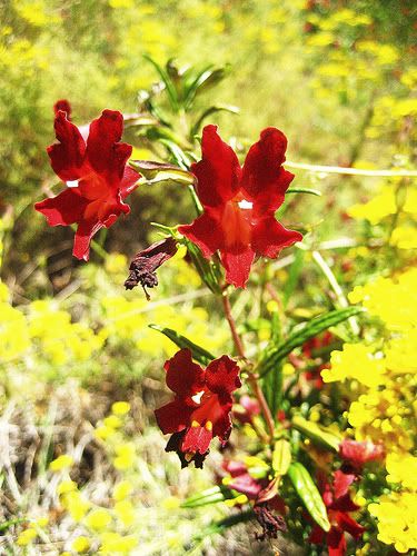 Monkeyflower (Mimulus aurantiacus)