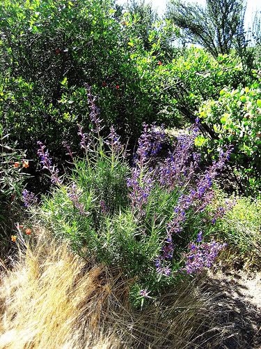 Wooly Blue Curl (Trichostema lanatum)