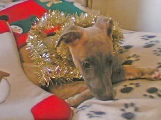 sidneys1stchristmas2005.jpg