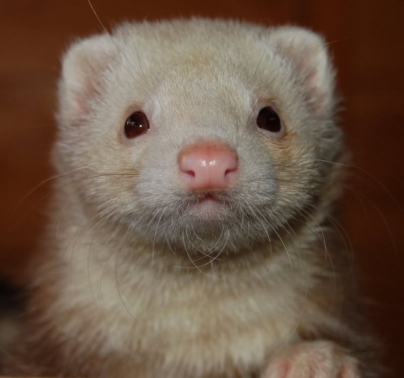 Ferret question Reptile Forums
