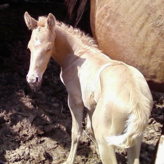 IMAGE(http://i70.photobucket.com/albums/i99/jcritterkeeper/1stcoltMason.jpg)