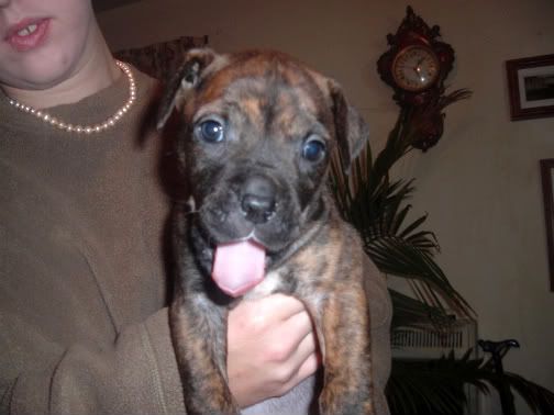 IMAGE(http://i70.photobucket.com/albums/i99/jcritterkeeper/2004_0705puppy00111-1.jpg)