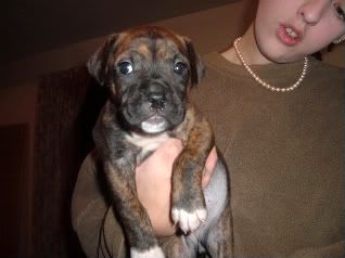 IMAGE(http://i70.photobucket.com/albums/i99/jcritterkeeper/2004_0705puppy00121-1.jpg)
