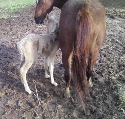 IMAGE(http://i70.photobucket.com/albums/i99/jcritterkeeper/DestinysStorm.jpg)