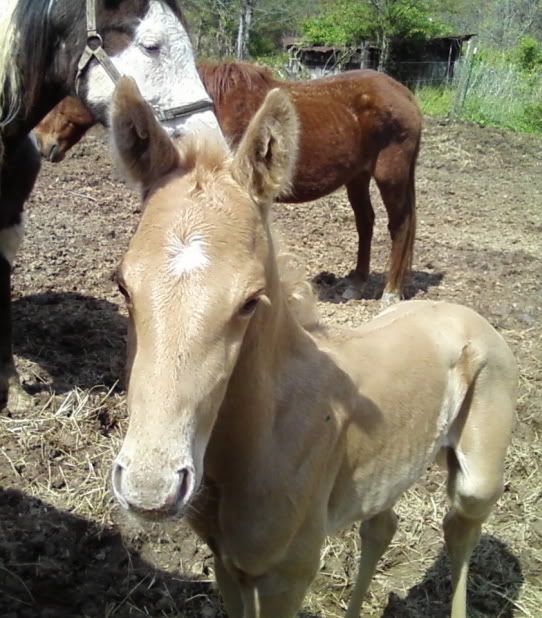 IMAGE(http://i70.photobucket.com/albums/i99/jcritterkeeper/Mayascoltcropped.jpg)