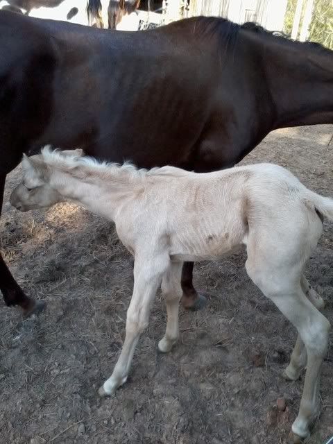 IMAGE(http://i70.photobucket.com/albums/i99/jcritterkeeper/Milkbarexpress.jpg)