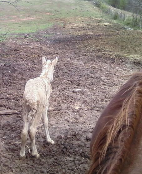 IMAGE(http://i70.photobucket.com/albums/i99/jcritterkeeper/whatisthat.jpg)