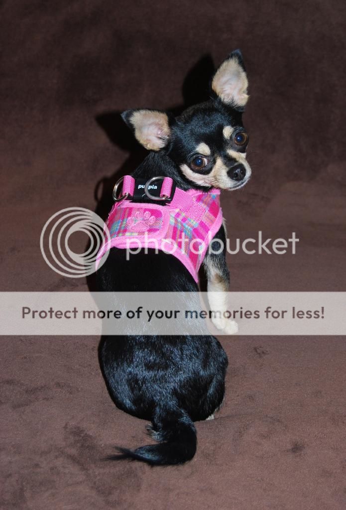 Spring Puppia Step In Vest Dog Harness ALL COLORS SIZES  