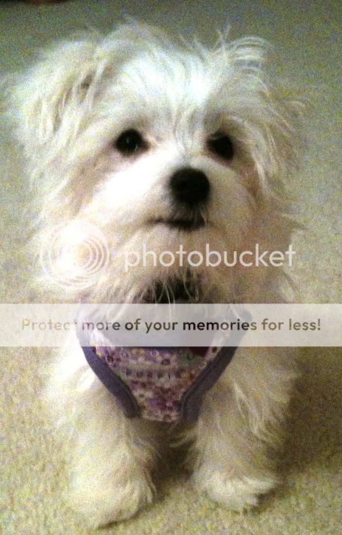 Puppia Dog Harness Soft Collar Buttercup Free SHIP